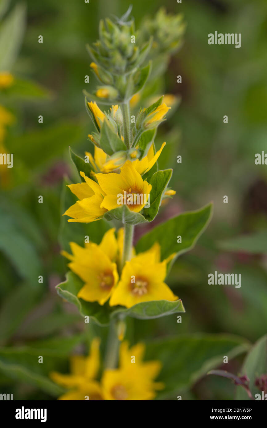 Lysimachia-Trommler Stockfoto