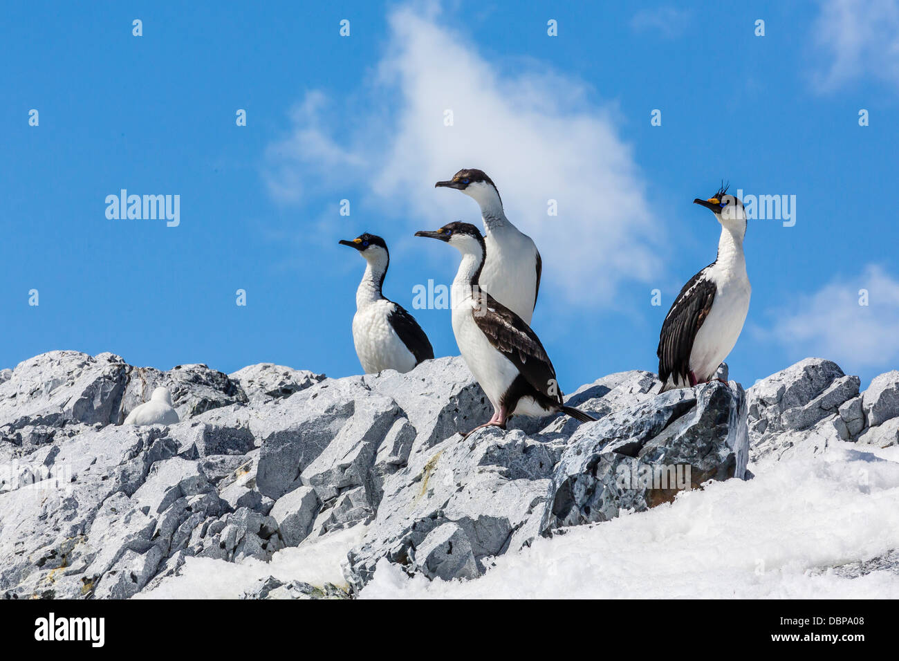 Erwachsenen Antarktis Shags (Phalacrocorax (Atriceps) Bransfieldensis), Enterprise-Inseln, Antarktis, Polarregionen Stockfoto