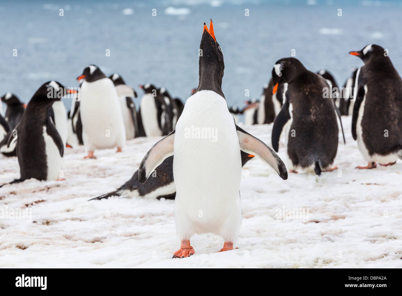 Erwachsenen Gentoo Penguins (Pygoscelis Papua) Werbung anzuzeigen, Neko Harbor, Antarktis, Südlicher Ozean, Polarregionen Stockfoto