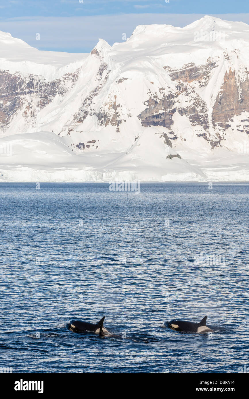 Typ ein Killerwale (Orcinus Orca) Reisen und Geselligkeit in Gerlache Strait in der Nähe von der antarktischen Halbinsel, Südlicher Ozean Stockfoto