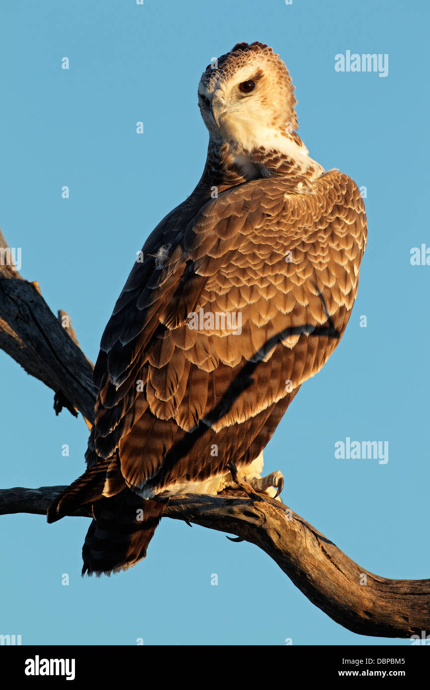Unreife Martial Adler (monotypisch Bellicosus) thront auf einem Ast, Südafrika Stockfoto