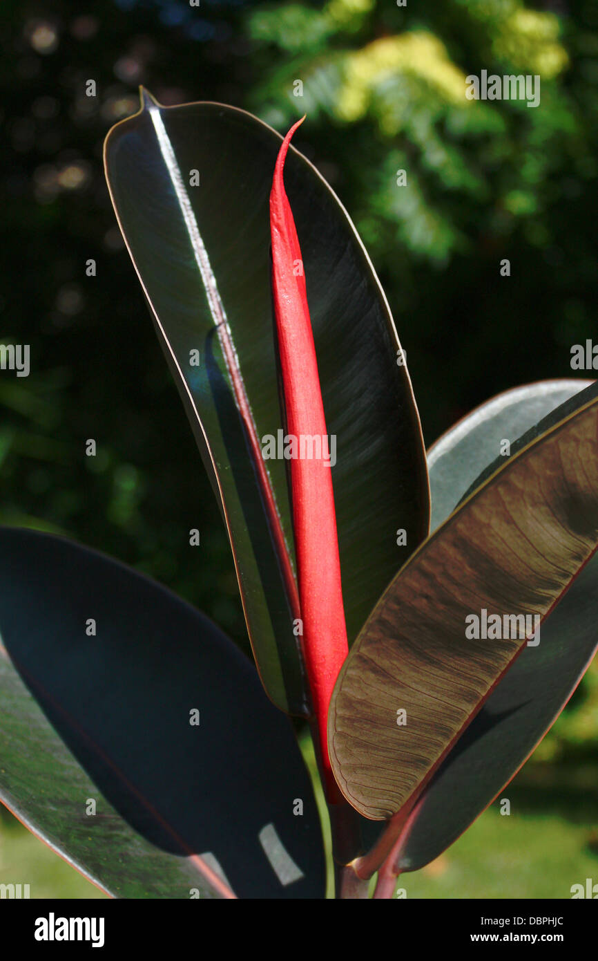 Gummibaum-Blatt Stockfoto