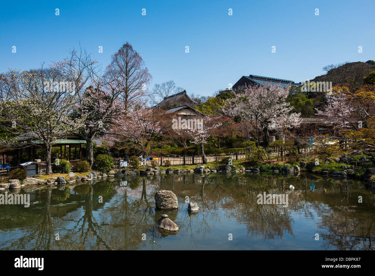 Kirschblüte im Maruyama-Koen Park, Kyoto, Japan, Asien Stockfoto