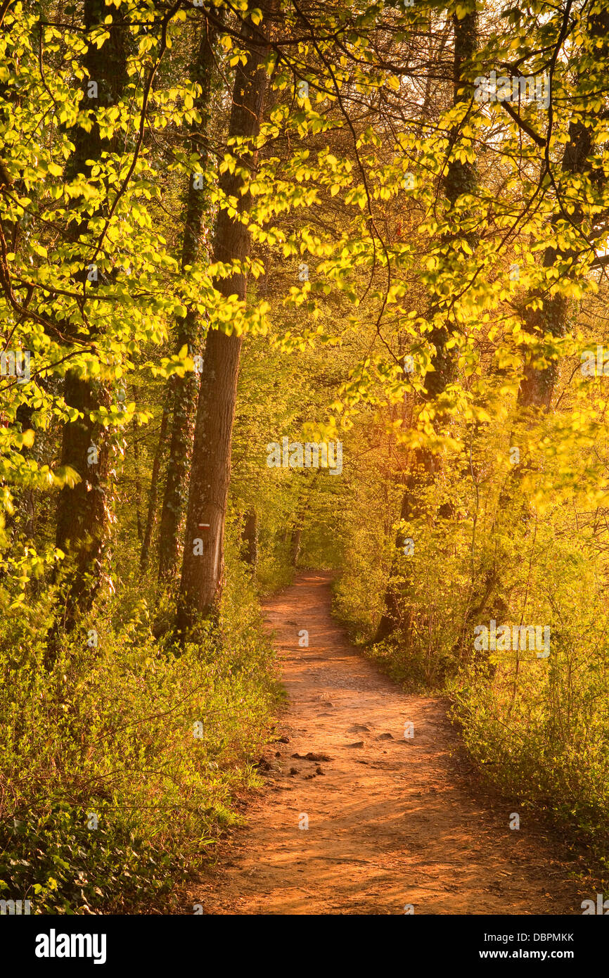 Ein Waldweg in der Nähe von Schloss Chenonceau beleuchtet durch die untergehende Sonne, Indre-et-Loire, Centre, Frankreich Stockfoto