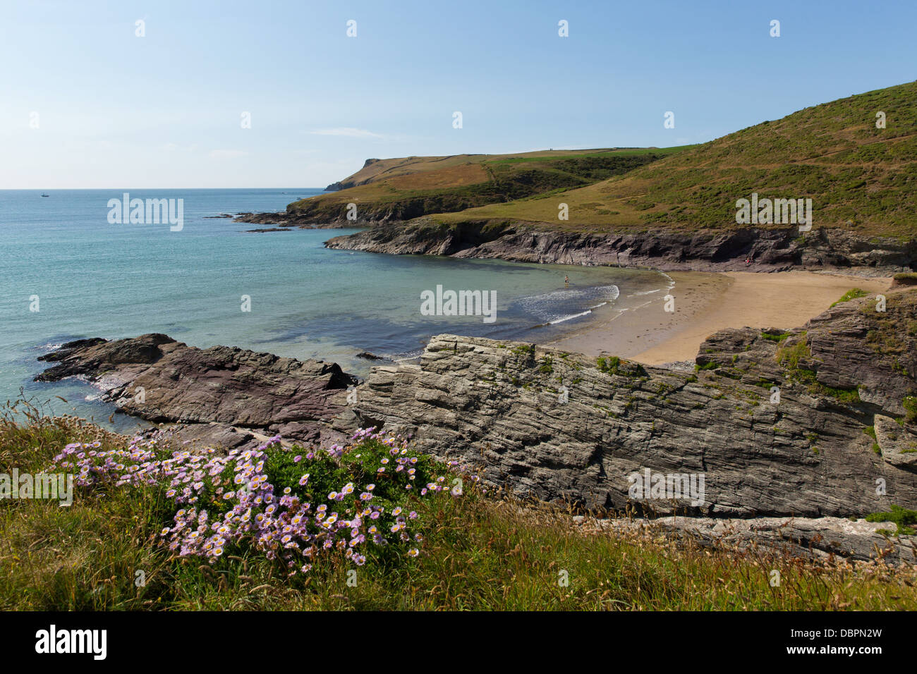 Neues Polzeath Strandküste Cornwalls England Großbritannien mit schönen blauen Meer rosa Blumen Stockfoto