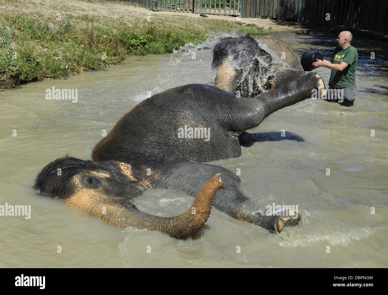 Zoo Usti Nad Labem, Tschechische Republik. 2. August 2013. Weibliche asiatische Elefanten Kala und Delhi werden durch ihre Pfleger Petr Kiebel (nicht abgebildet) und Jan Javurek (rechts) in Usti Nad Labem Zoo, Tschechische Republik, am 2. August 2013 gekühlt. Bildnachweis: Libor Zavoral/CTK Foto/Alamy Live-Nachrichten Stockfoto