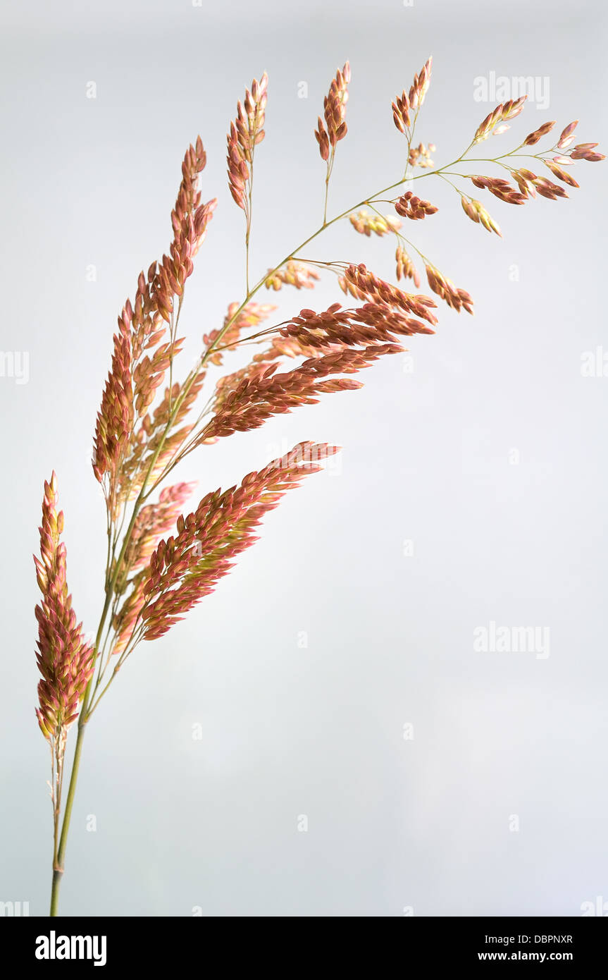 Yorkshire Nebel Gräser, Holcus Lanatus, Porträt von braunen Kopf Blumen mit schön konzentrieren Hintergrund. Stockfoto