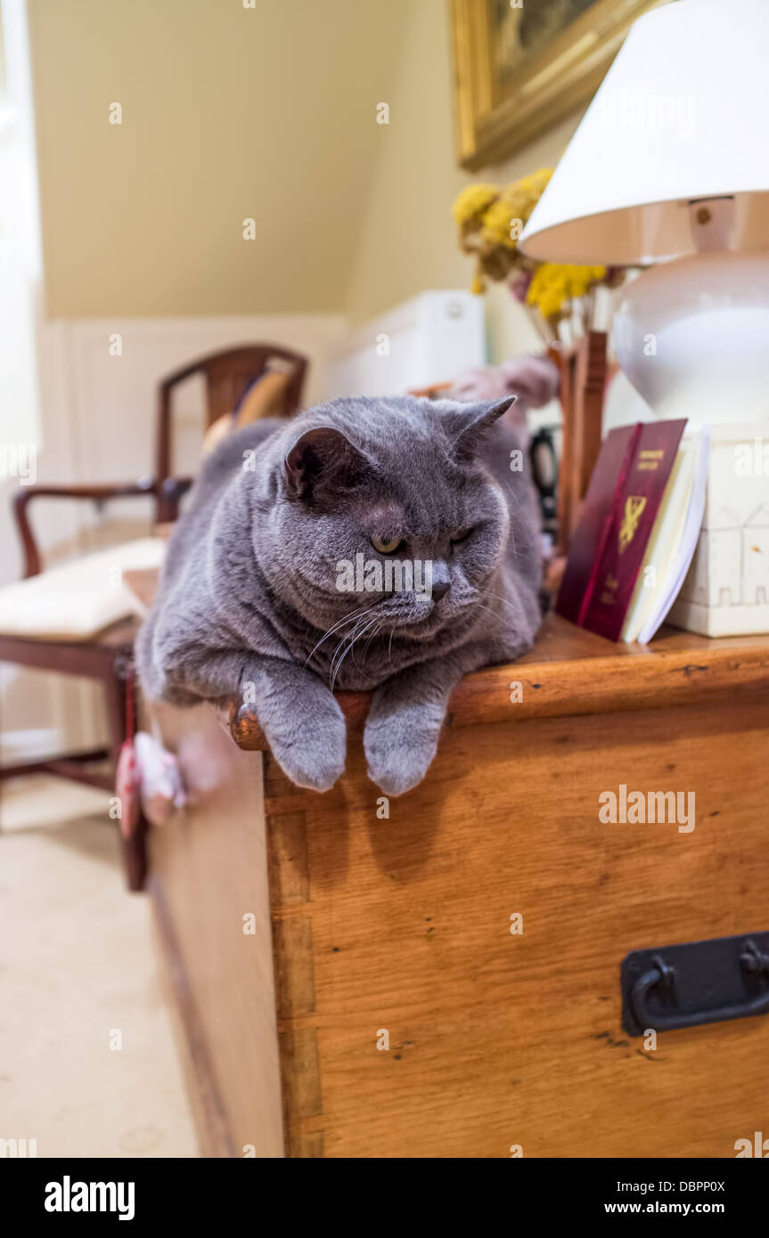 Devon, England. 1. August 2013. Eine Reife britische blaue Katze namens Bernard sinkt seine Pfoten über eine Kiefer Brust während Sie sich entspannen. Stockfoto