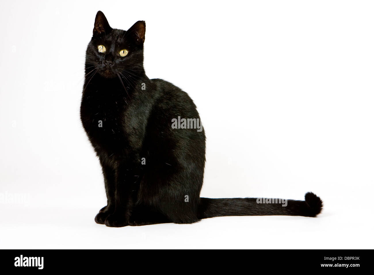 Schwarze Katze Stockfoto