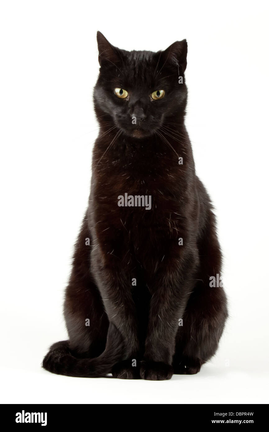 Schwarze Katze Stockfoto
