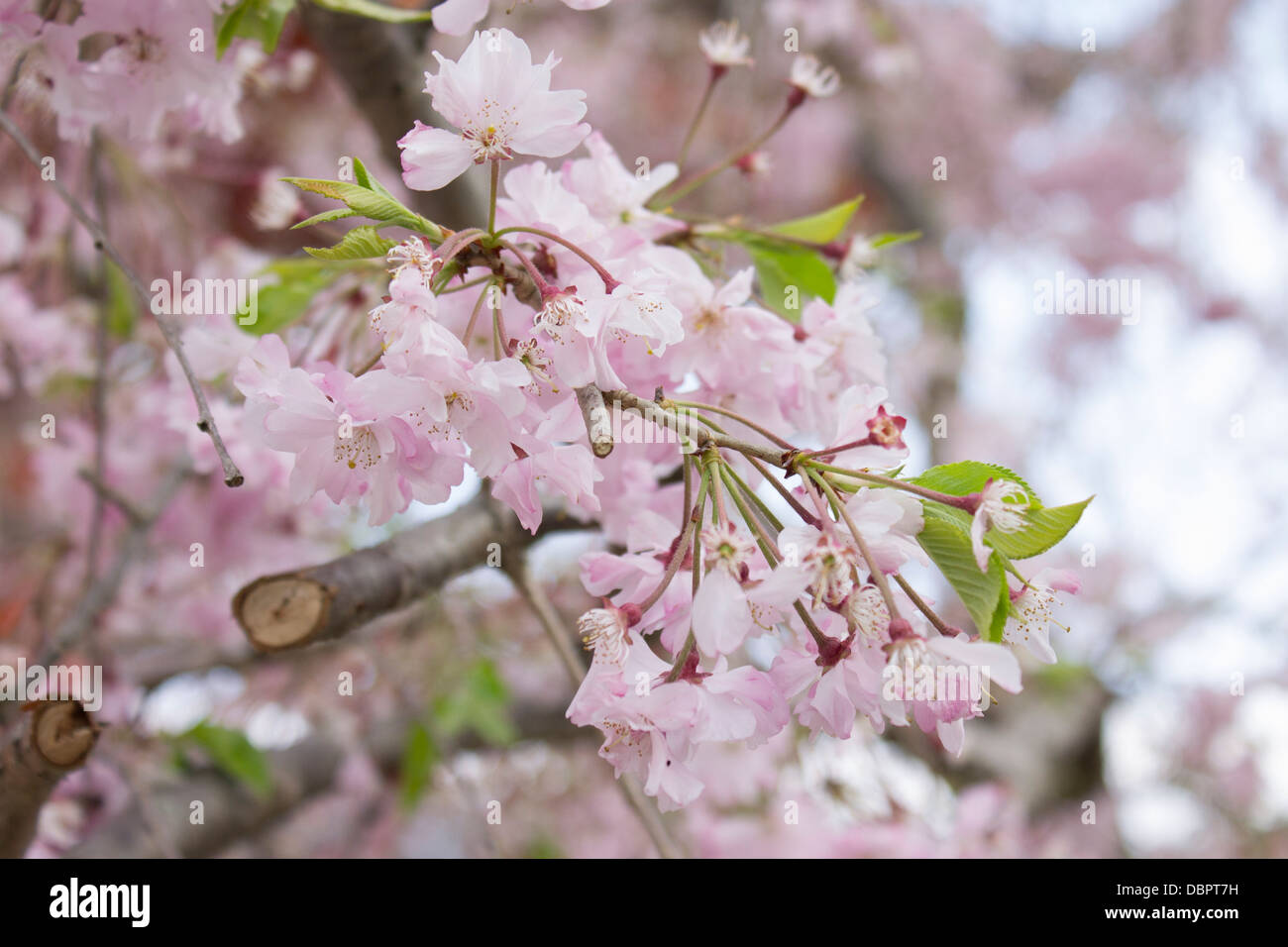 Rosa Kirschblüten der Frühling in Japan, Yasaka-Schrein in der Nähe von Maruyama Park, Kyoto Stockfoto