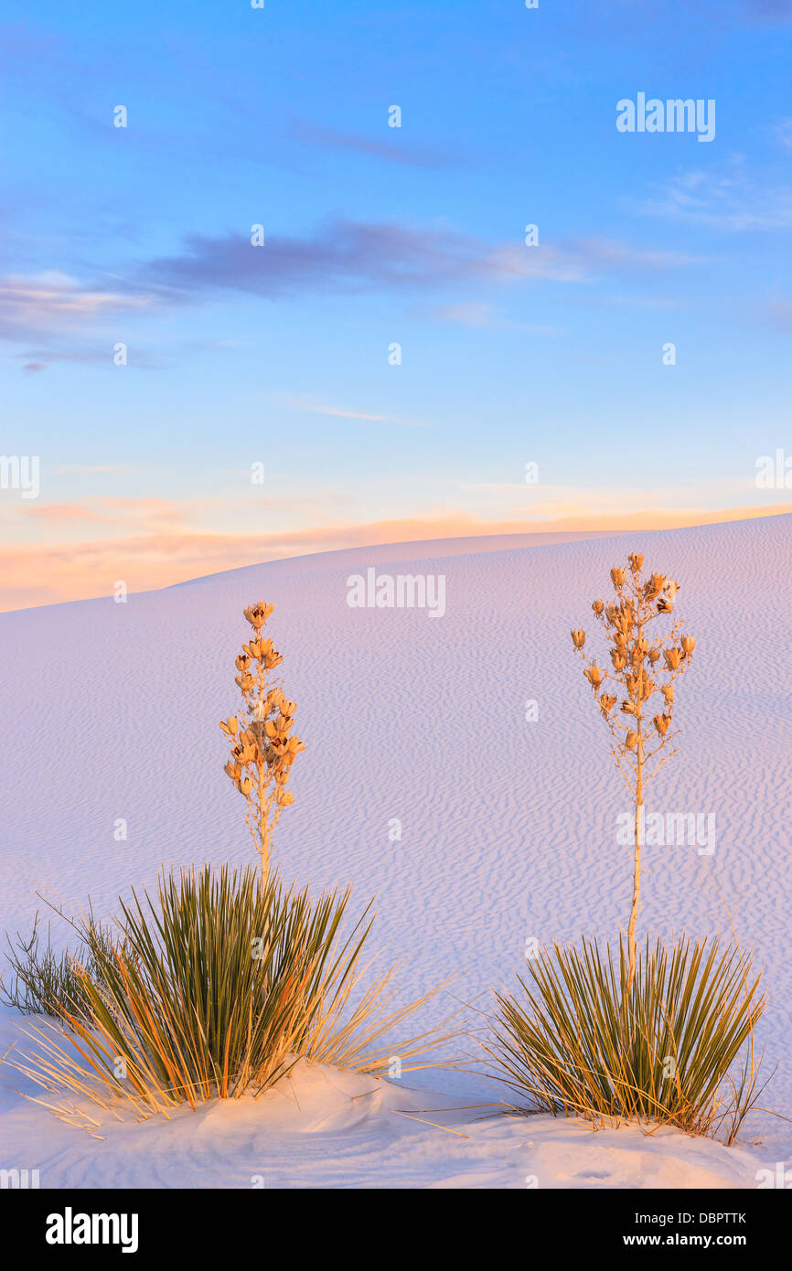 White Sands National Monument, in der Nähe von Alamagordo, New Mexico, Teil der Chihuahua-Wüste. Stockfoto