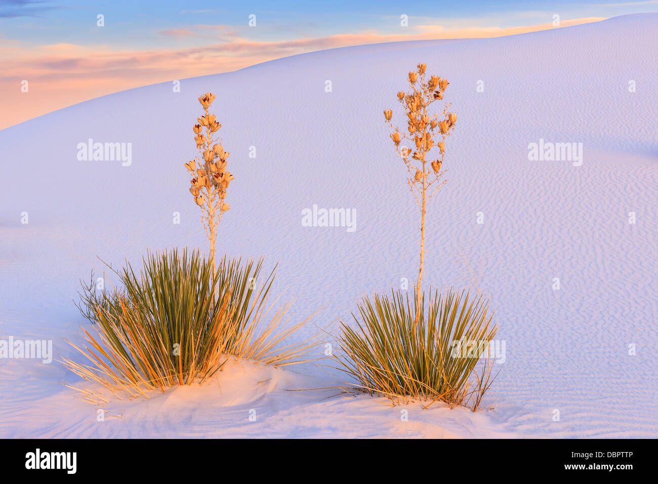 White Sands National Monument, in der Nähe von Alamagordo, New Mexico, Teil der Chihuahua-Wüste. Stockfoto