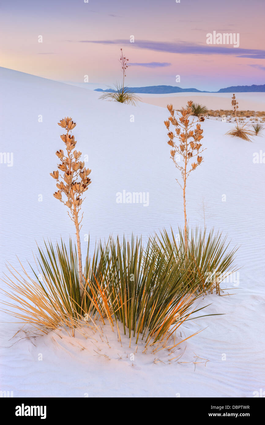 White Sands National Monument, in der Nähe von Alamagordo, New Mexico, Teil der Chihuahua-Wüste. Stockfoto