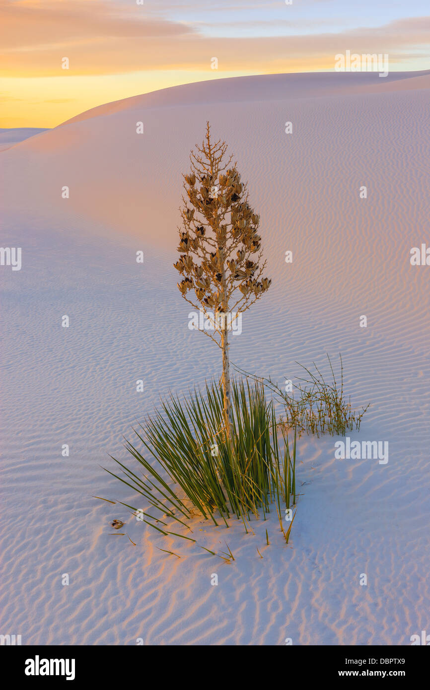 White Sands National Monument, in der Nähe von Alamagordo, New Mexico, Teil der Chihuahua-Wüste. Stockfoto