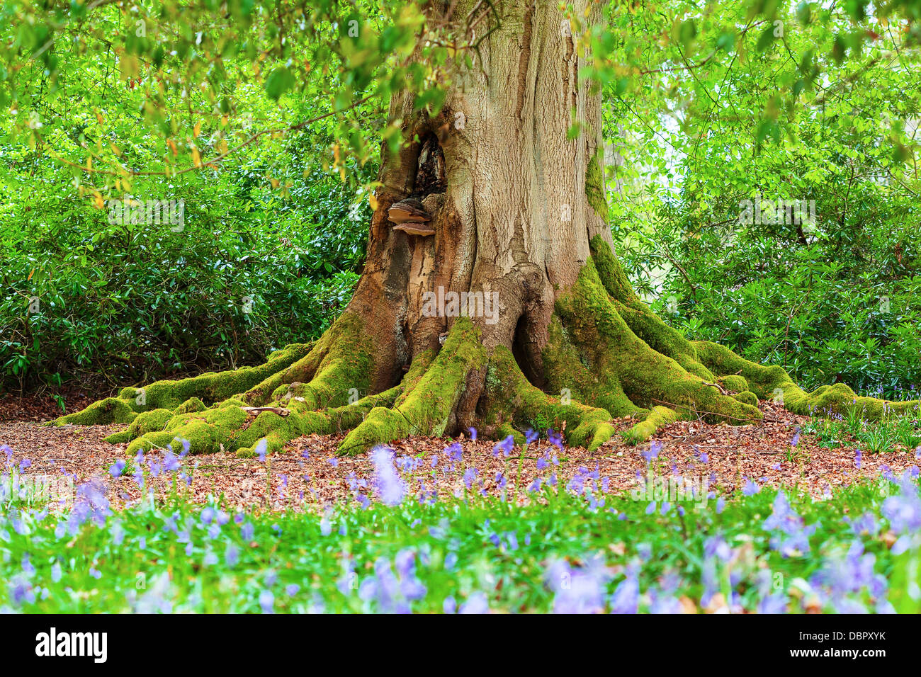 Nahaufnahme des Rumpfes Moos bedeckt von einem ausgewachsenen Baum in einem Wald von bluebell Stockfoto