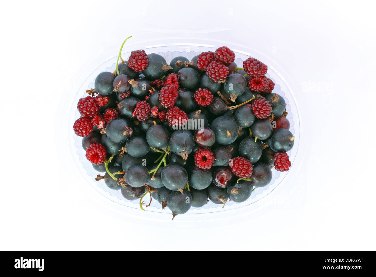 Frucht des ogrozd, neue Hybrid zwischen schwarzer Johannisbeere und Stachelbeere, auf weiß Stockfoto