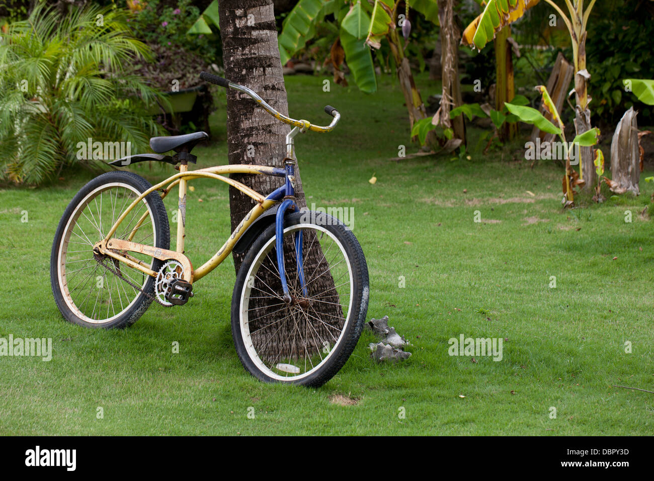 Fahrrad gelehnt eine Kokospalme im Coco View Resort auf der Insel Roatan, Honduras. Stockfoto