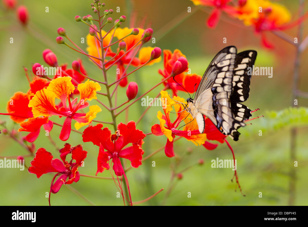 Schmetterling auf rote und gelbe Blumen auf der Insel Roatan, Honduras. Stockfoto