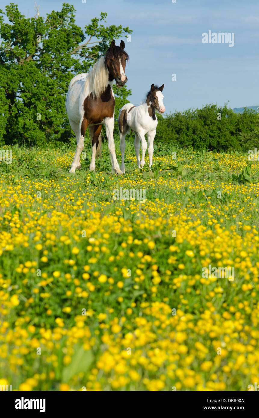 Stute ist Cob x Appaloosa, Fohlen Stute gekreuzt mit Welsh Sektion D, zwei Monate alt ist. Im Bereich der Butterblumen im Juni. Sussex, UK. Stockfoto