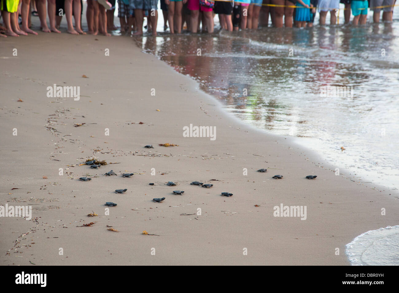 Touristen sehen wie frisch geschlüpften Kemp Ridley Meeresschildkröten in den Golf von Mexiko freigesetzt werden. Stockfoto