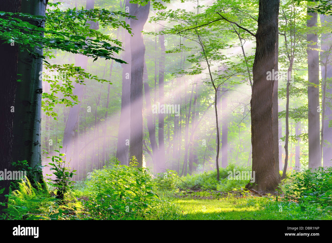 Misty Morning Sunrise auf eine Naturlehrpfad in den Wald. Stockfoto