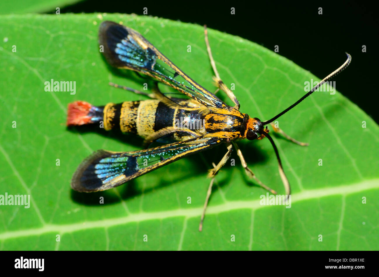 Clearwing Wespe imitieren Moth thront auf einem grünen Blatt. Stockfoto
