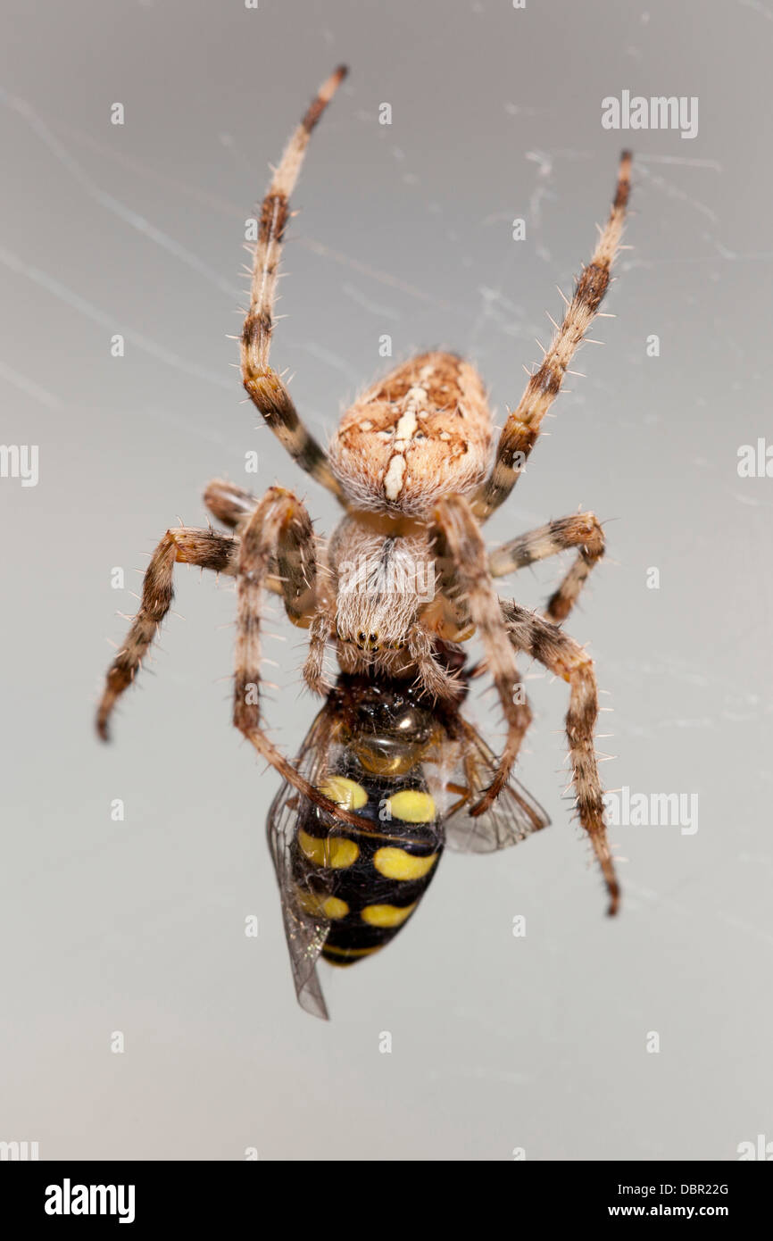 Weibliche Araneus Diadematus Spinne Essen eine gestreifte Fliege. Stockfoto