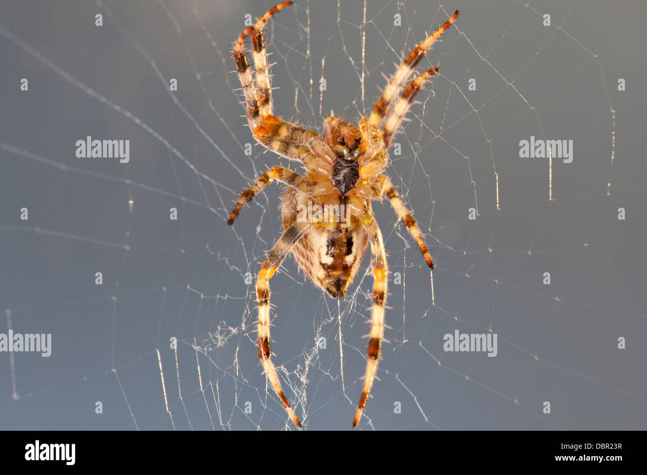 Weibliche Spinne Araneus Diadematus Stockfoto