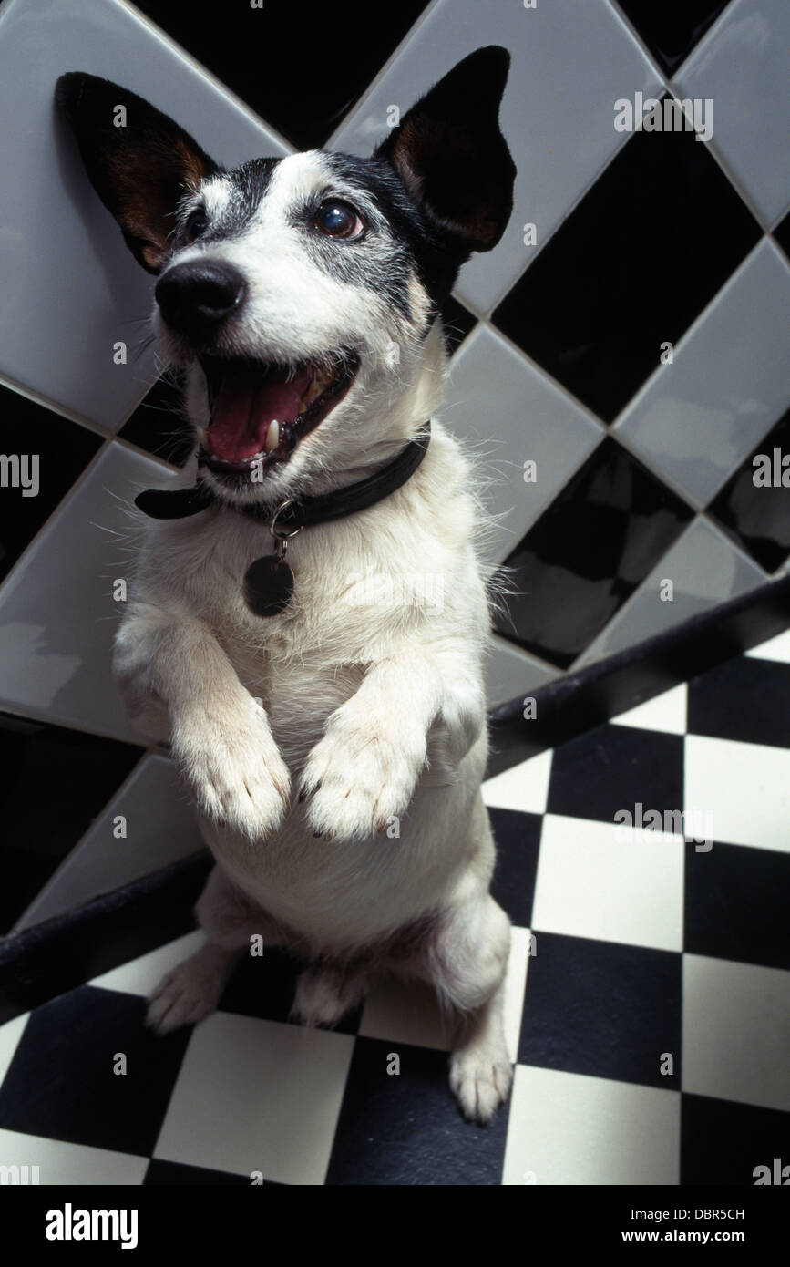 Schwarz + weiß Jack Russell Terrier Hund stehend auf seinen Hinterbeinen in Nahaufnahme Stockfoto