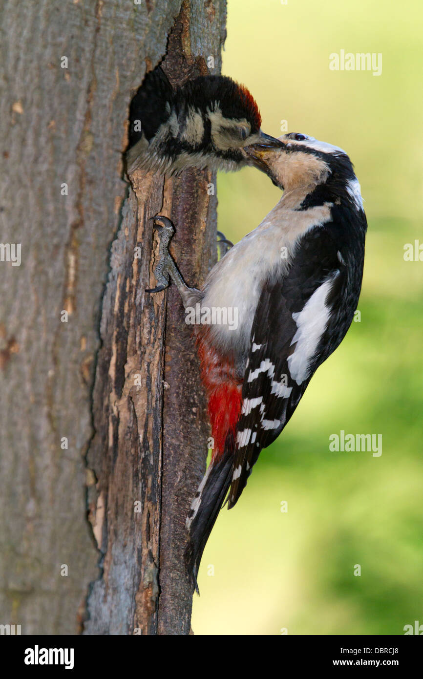 Buntspecht Jungen füttert / Dendrocopos major Stockfoto