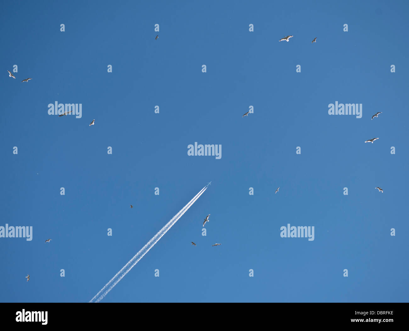 Flugzeug und Vögel fliegen hoch am blauen Himmel Stockfoto
