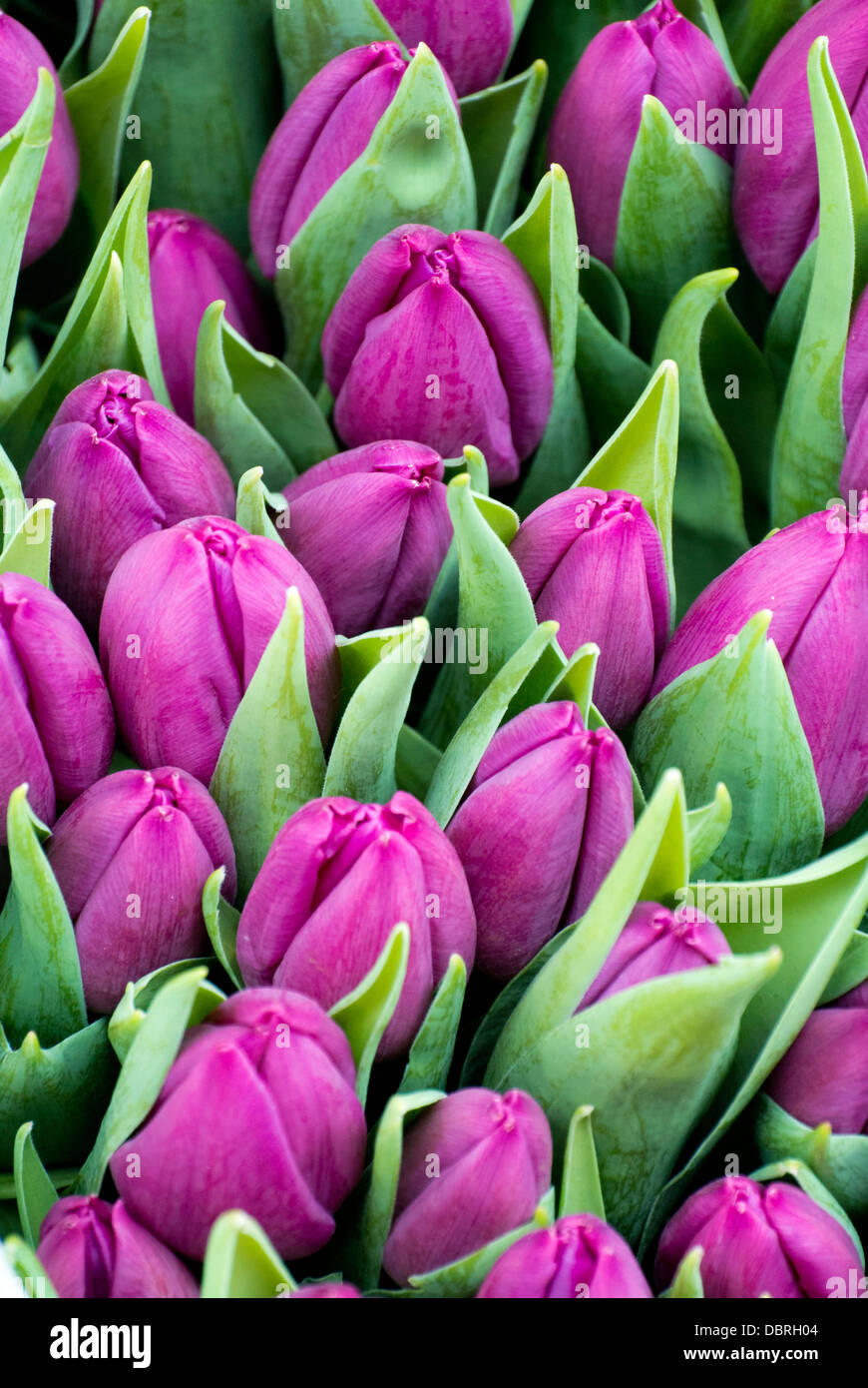 violette Tulpen Stockfoto