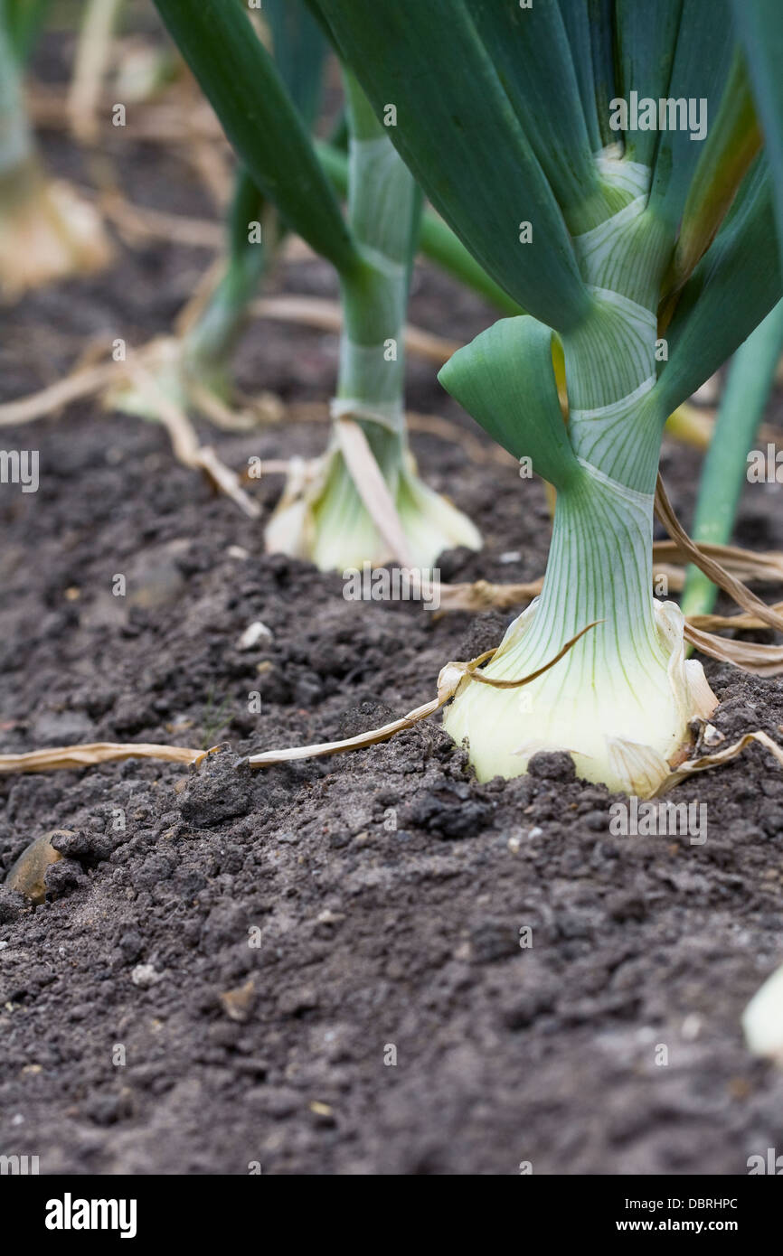 Allium Cepa. Zwiebel "Hytech" in ein Gemüse Garten wachsen. Stockfoto