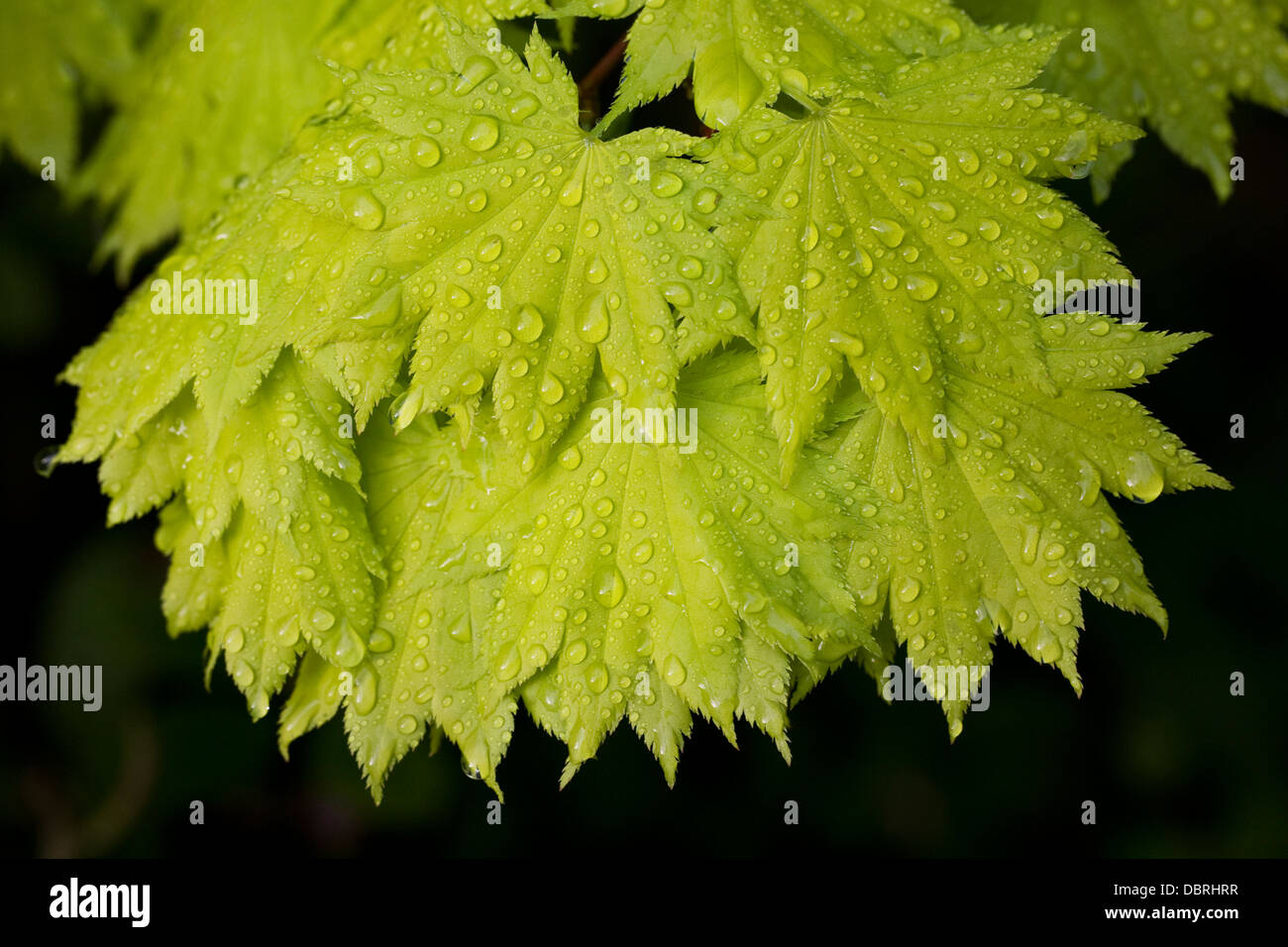 Regentropfen auf Acer Blätter. Stockfoto