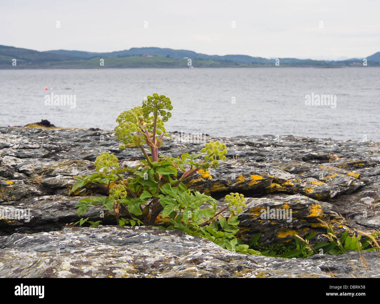 Angelica Archangelica SSP. Litoralis, Garten Angelica oder wilden Sellerie, an der Nordsee-Küste in der Nähe von Stavanger Norwegen Stockfoto