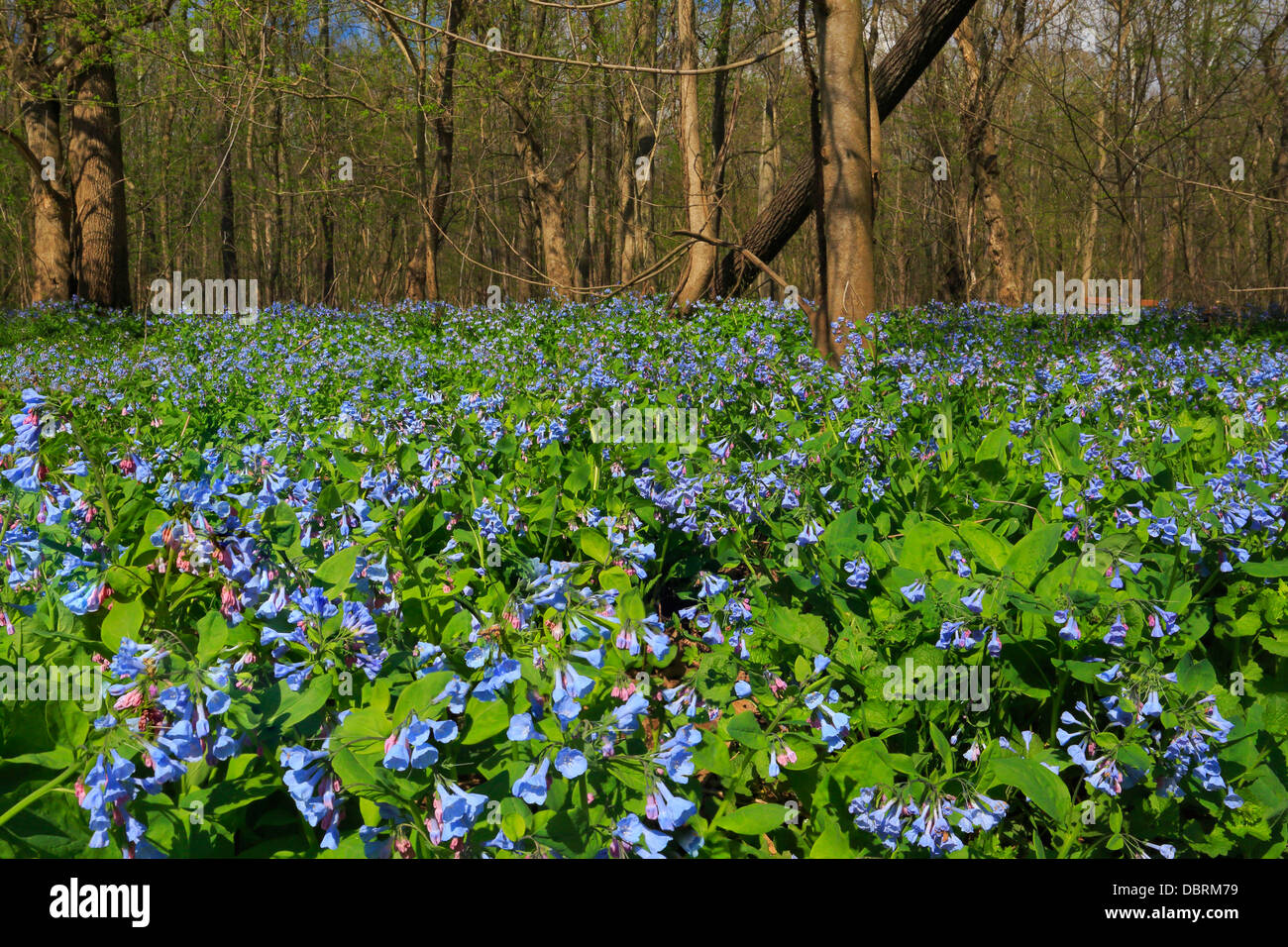 Blaue Glocken, Bull Run Regionalpark, Centreville, Virginia, USA Stockfoto