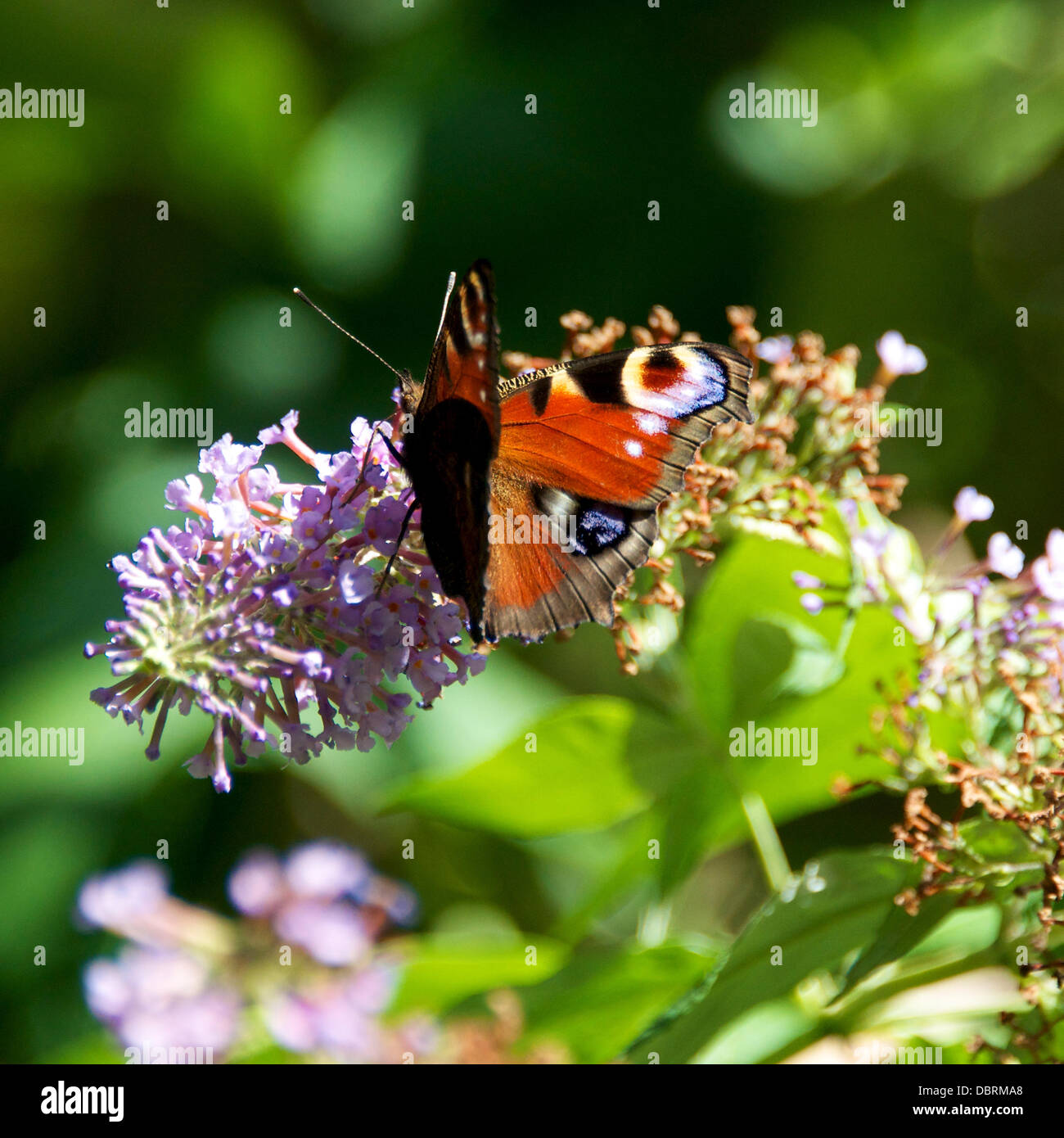 Reigate, UK. 3. August 2013. Ein Tagpfauenauge ruht auf wild Sommerflieder Blumen auf einer Wiese auf den North Downs in Reigate, Surrey. Samstag, 3. August 2013. Credit: Foto von Lindsay Constable /Alamy Live-Nachrichten Stockfoto