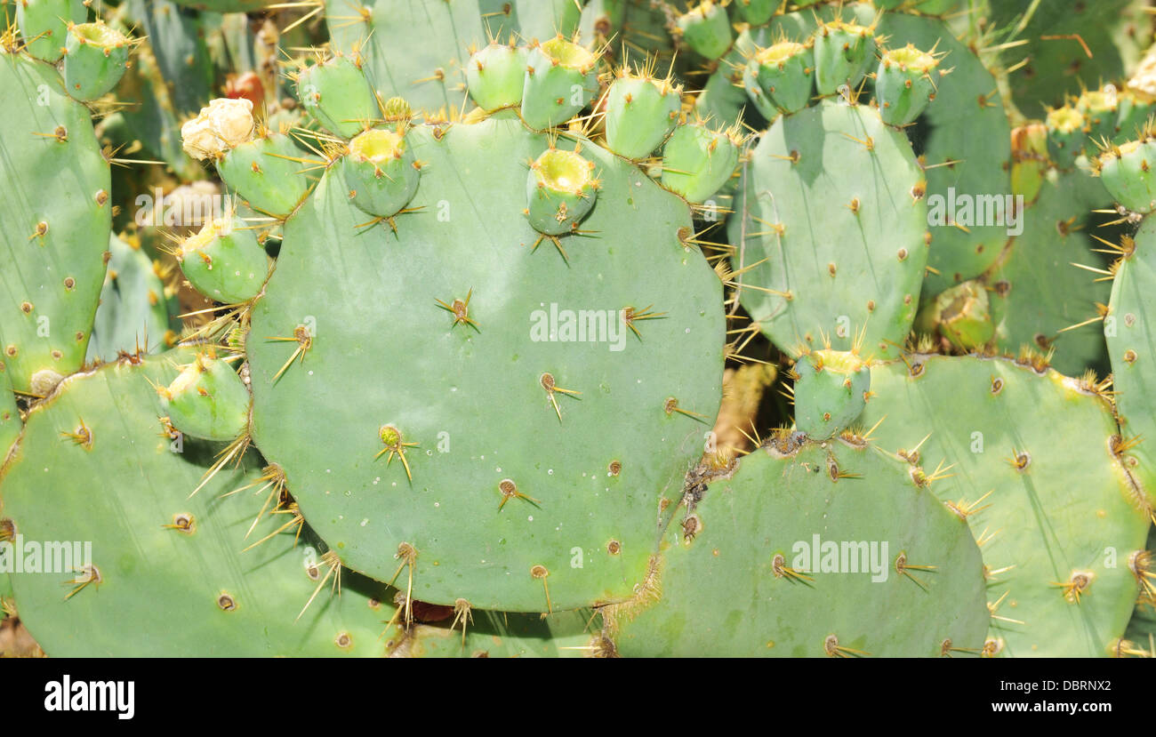 Botanischer Garten In Barcelona Spanien Stockfoto Bild 58914410