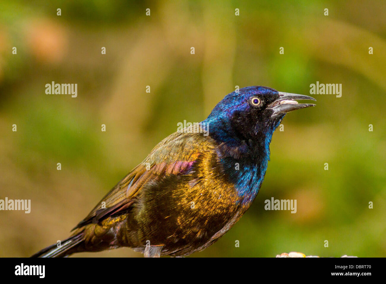 Bunt, gemeinsame Grackle (Quiscalus Quiscula) thront und Fütterung im Behälter. Calgary, Alberta, Kanada Stockfoto