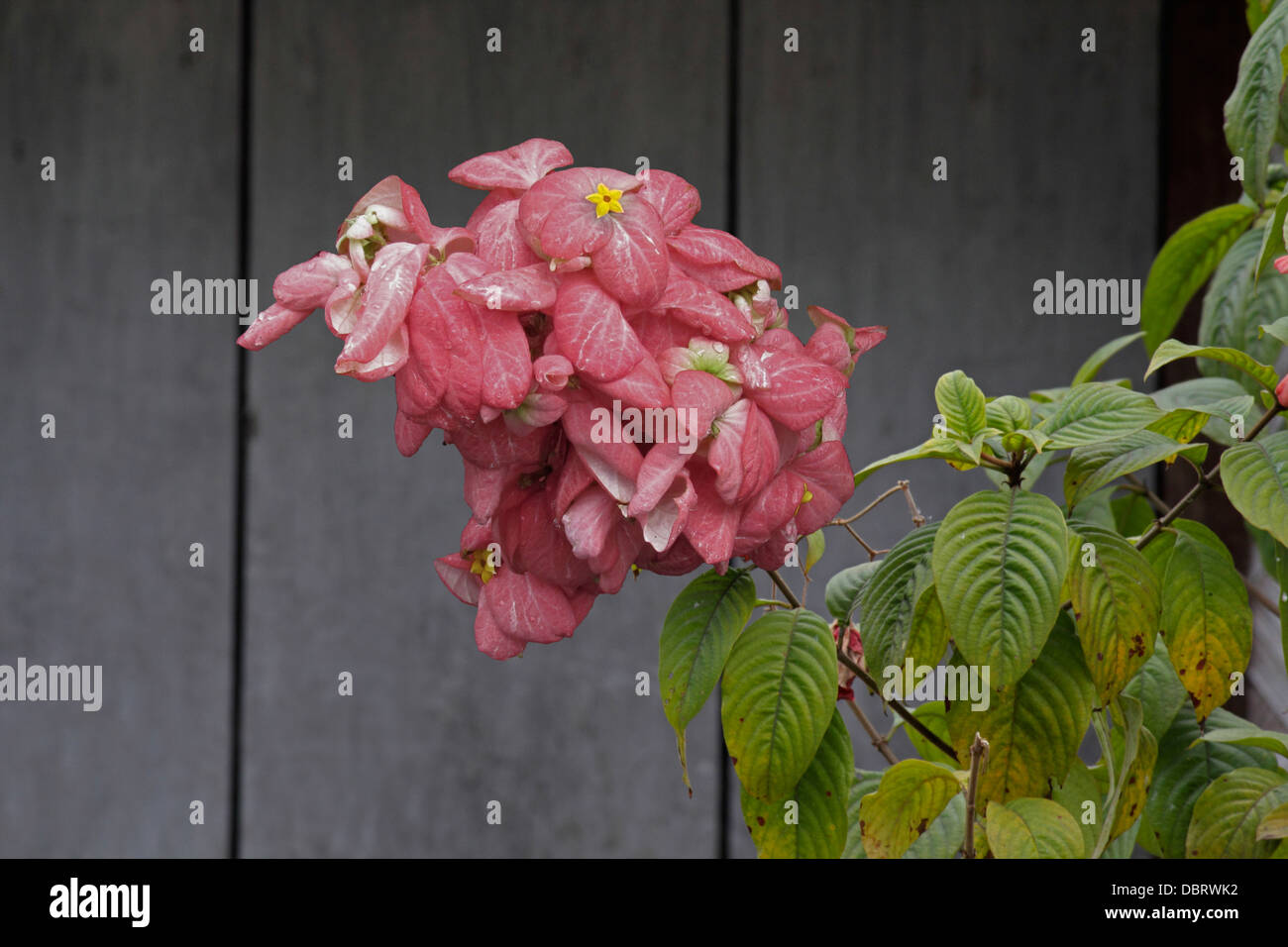 Mussaenda Erythrophylla, Mussaenda, Ashanti Blut, rote Fahne Bush, tropischen Hartriegel Stockfoto