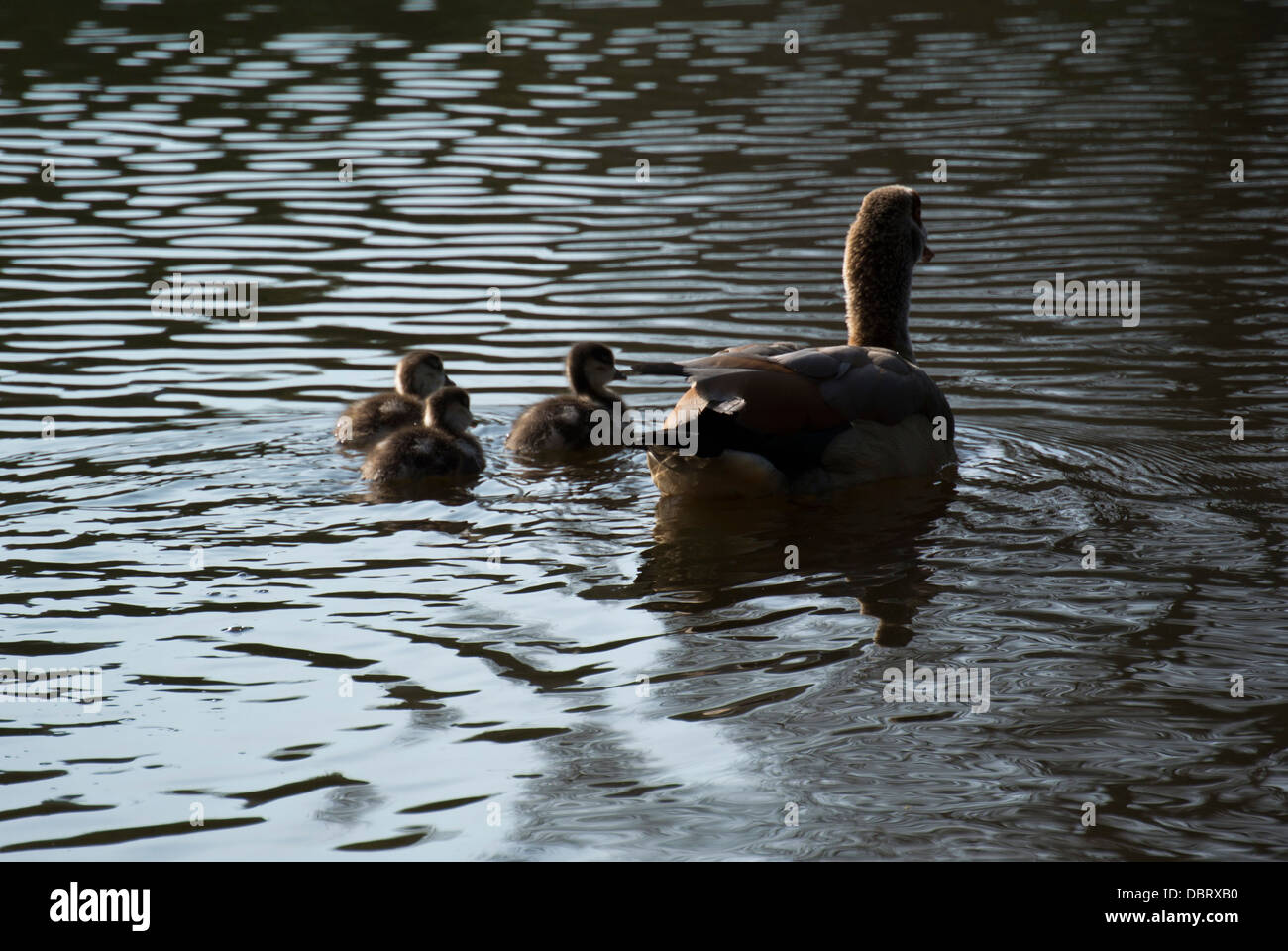 Familie der Enten schwimmen auf dem See Stockfoto