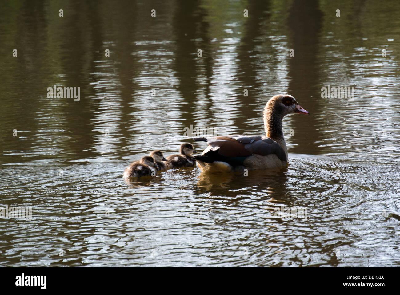 Familie der Enten schwimmen auf dem See Stockfoto