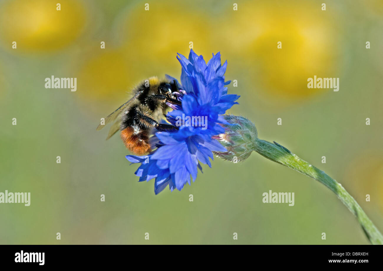 Red-Tailed Bumble Bee (Bombus Lapidarius) Fütterung auf Kornblumen (Centaurea Cyanus) Sussex Uk Stockfoto