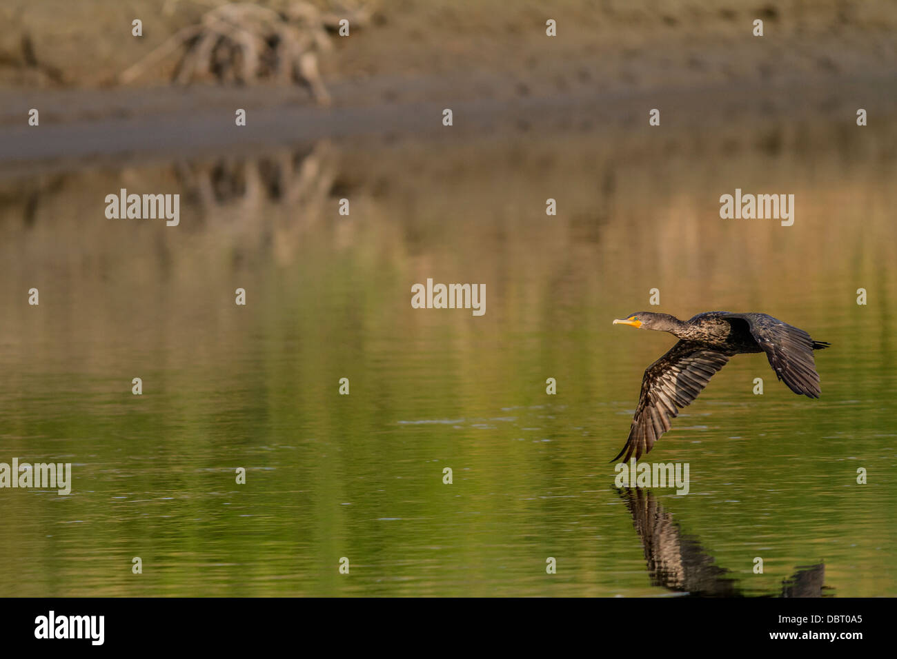 Doppel-crested Kormoran (Phalacrocorax Auritus) erfassen im Flug, mit Spiegelbild im Wasser. Carsland Wehr, Alberta, Kanada Stockfoto