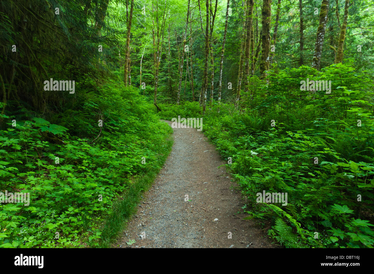 Boulder River Trail, Mount Baker-Snoqualmie National Forest, Washington, USA Stockfoto