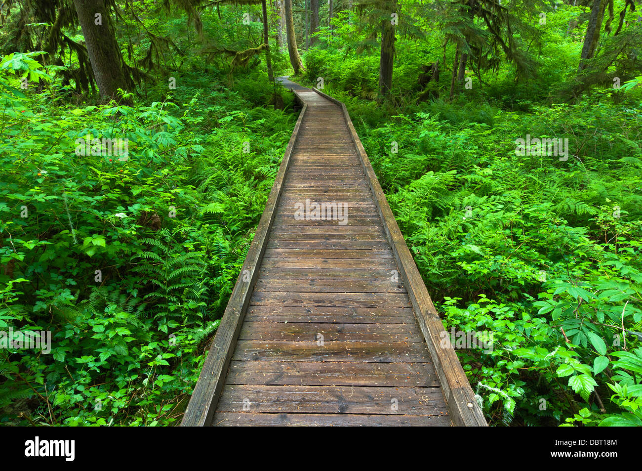 Schatten der Wächter Lehrpfad, Baker Lake, Mount Baker-Snoqualmie National Forest, Washington, USA Stockfoto