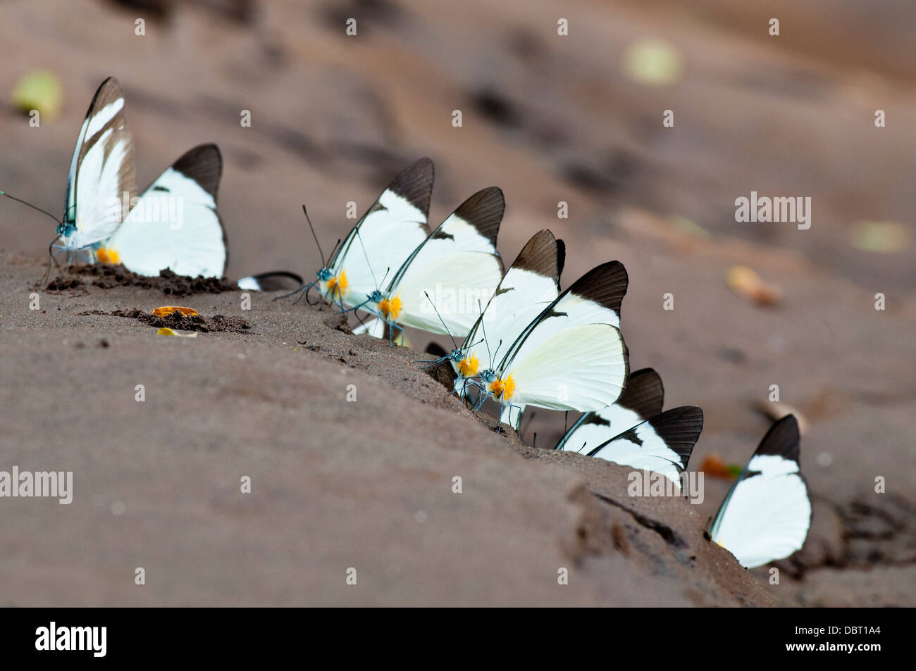 Lycimnia Schmetterlinge auf nassen Sandstrand am Tambopata Fluss in Peru, Südamerika Stockfoto