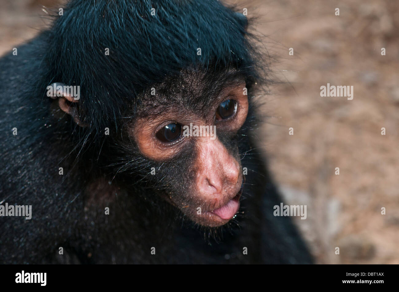 Peruanische Klammeraffe (Ateles Chamek) in der Nähe von Puerto Maldonaldo Peru Stockfoto