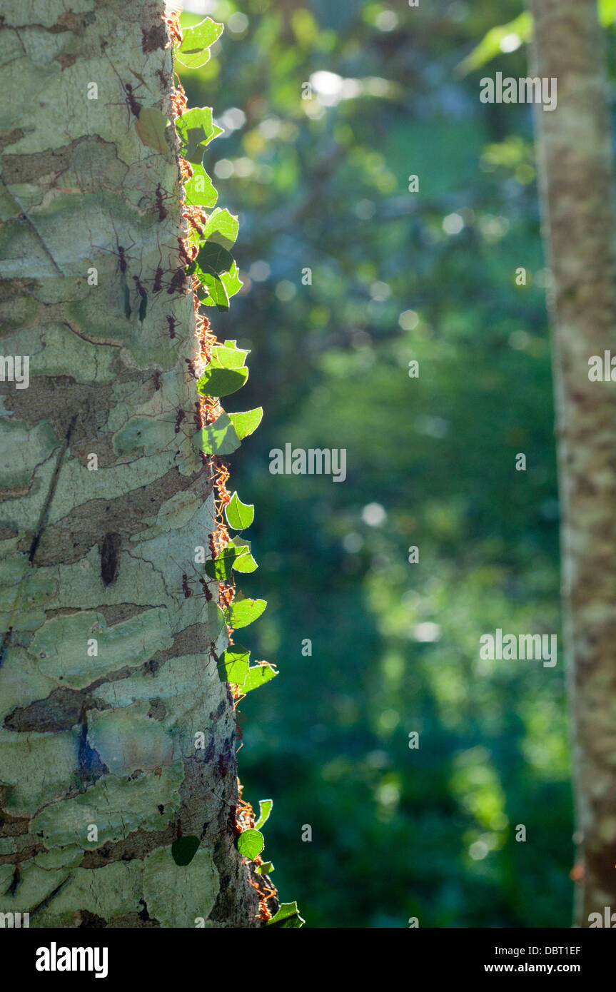 Blattschneiderameisen (Atta SP.) am Baum in der Tambopata National Reserve in Peru Stockfoto